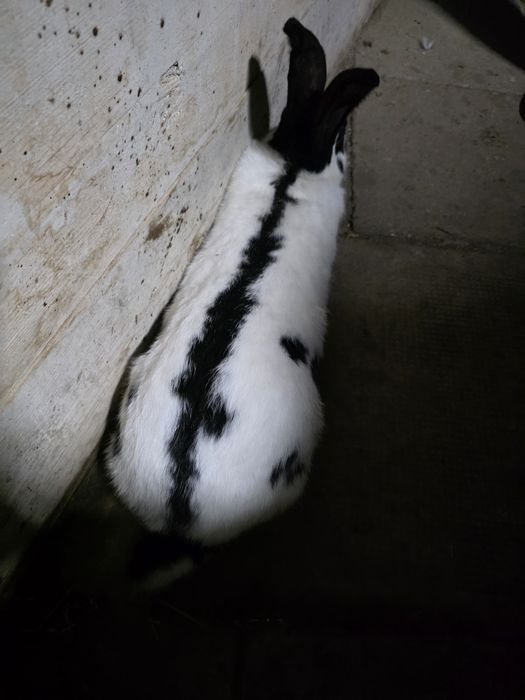 Iepure urias pestriț german