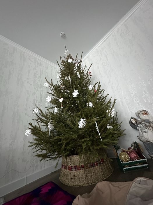 Живые елки ели в наличии