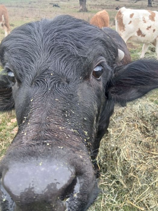 Vând taur de bivola