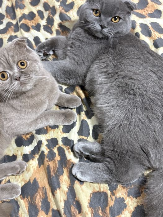 продаю породистых кошек