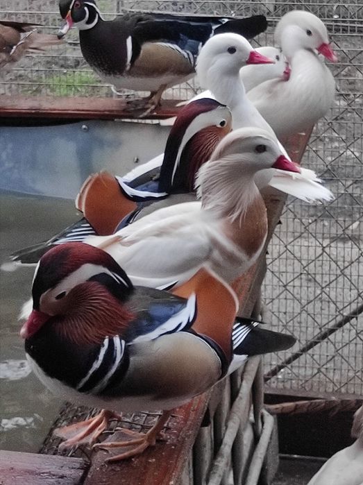 Патета мандаринки