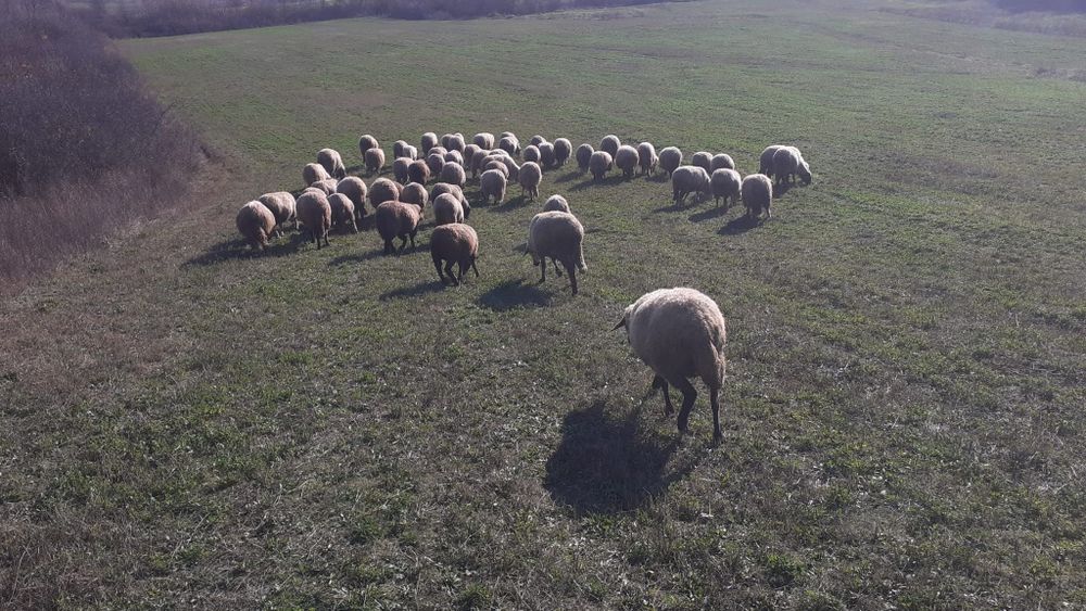 Turma de oi de vanzare