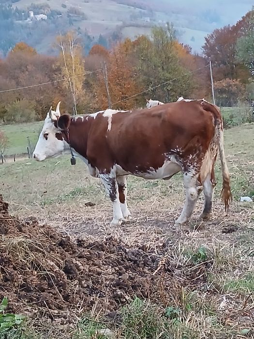 Vand vaca batrana si cu lapte !