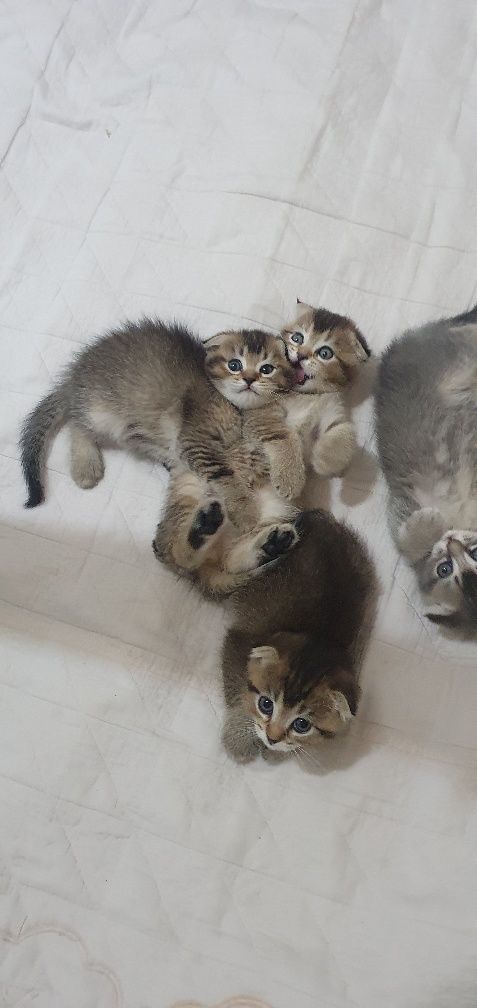 Продаются кошечки скотиш фолд , для желателей даём и маму котят