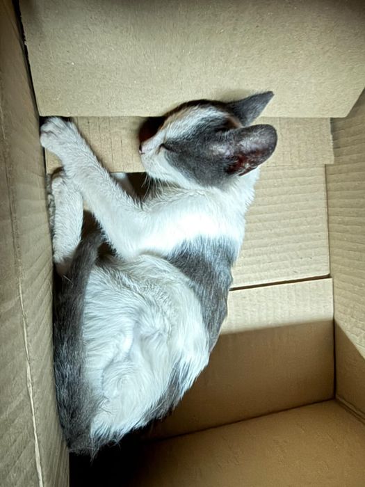 Малко мъжко коте търси дом или приемна грижа