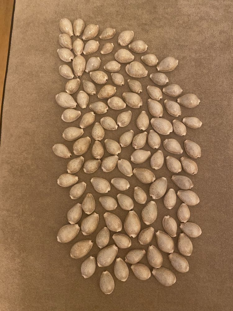 Cochilii melci(ghioci) mici - 100 bucati