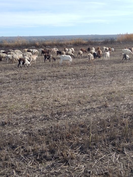 oi și capre  doar toate