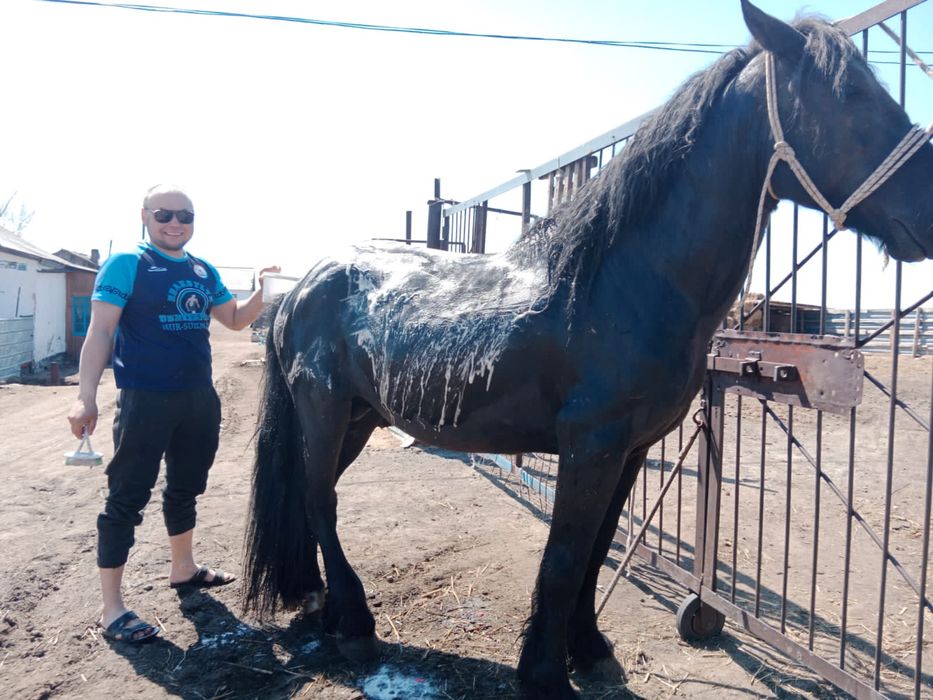 Айғыр, бие, байтал, құлынды бие, ұрғашы тайларға айырбастаймын