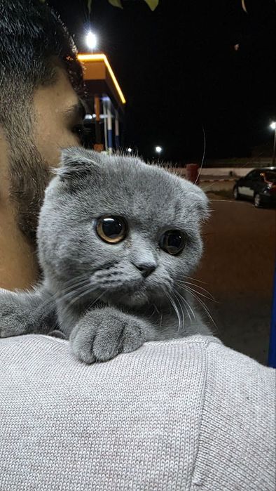 Scottish Fold mushugi