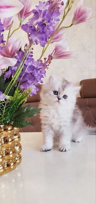 Продается чистокровный котят