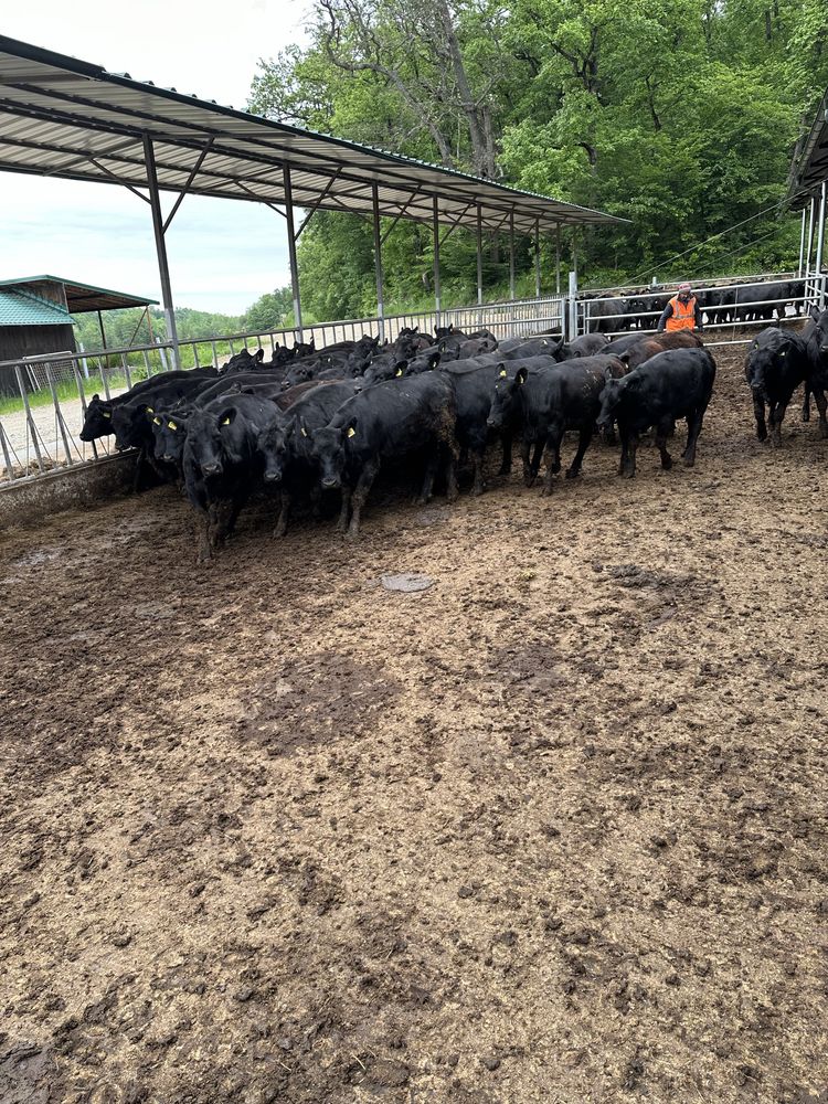 Vand vitele angus