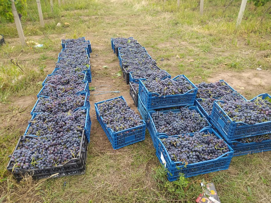 Struguri de vin soiul Muscat Hamburg