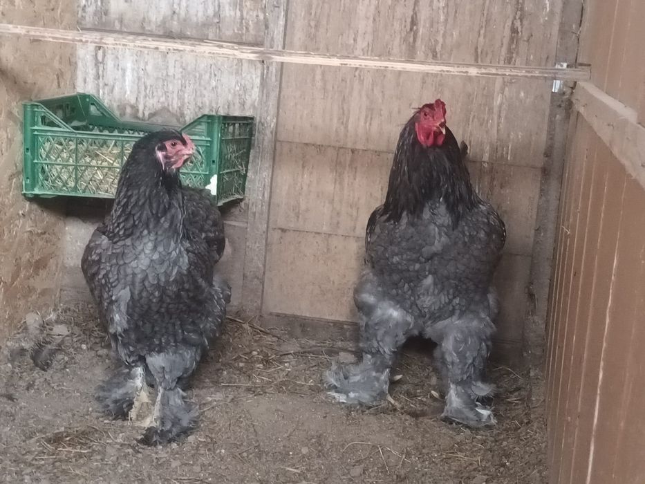 Pereche Brahma albastru!