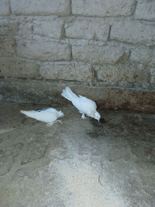 Кептер сатылады хабарласыңдар