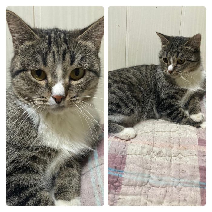 Кошка  молодая стерильная  ищет дом! Костанай ! Привезем !