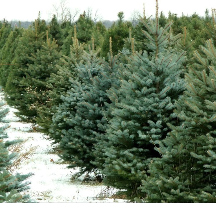 Vand brazi-normandian-argintiu-picea punges diferitw specii