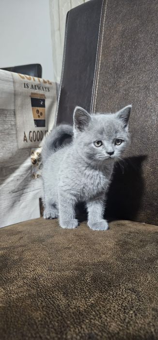 British shorthair cu pedigree