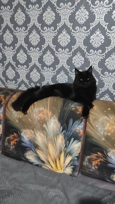 Продам котёнка . Чистый Мейнкун. Документы, прививки есть.