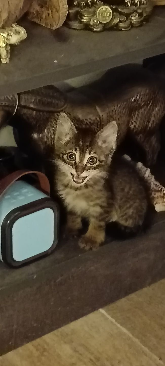 Котенок прелестное создание
