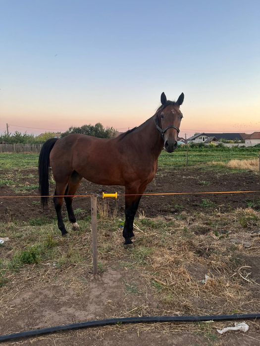 Vând carlana de 3 ani