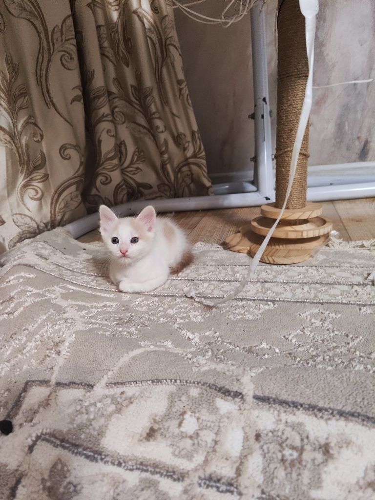 Бесплатно котята