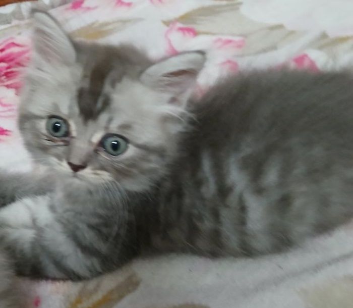 Продаются чистокровные Манчкин от правильной вязки.