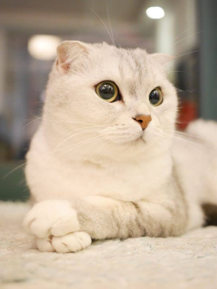 Кошка (котенок)100%(Чистокровная и Породисьая)