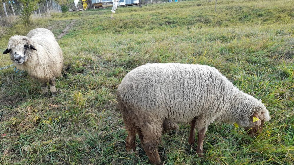 Vând viței rog seriozitate