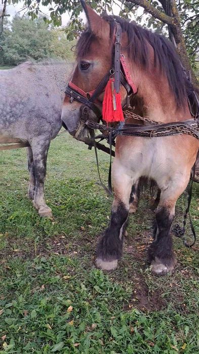 Vând iapă ardeneza