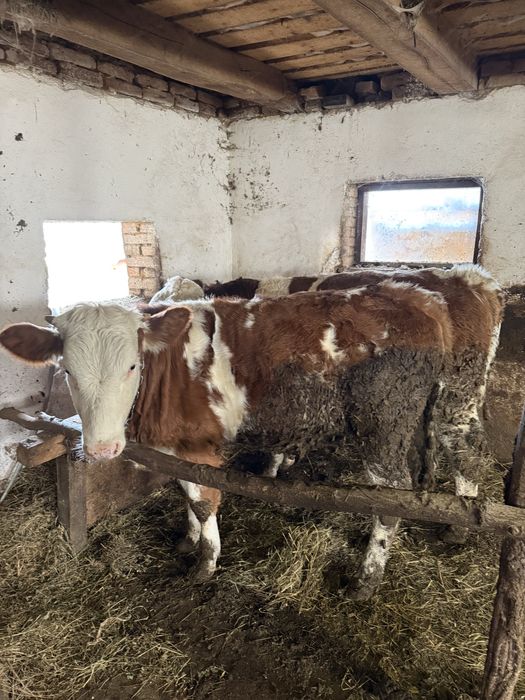 Vand vitea si taurasi   Pentru mai multe detali sunati la nr de tel .