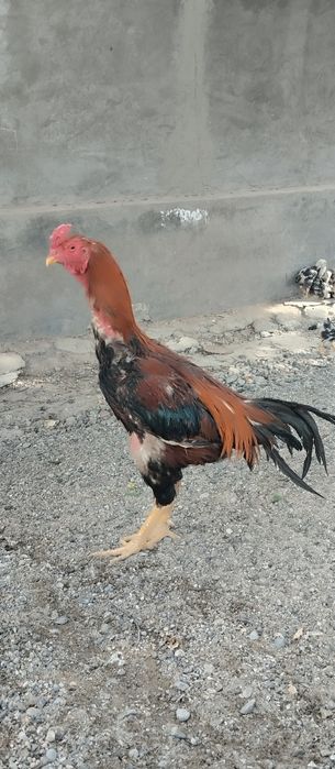 Корея Зот туллаги 2