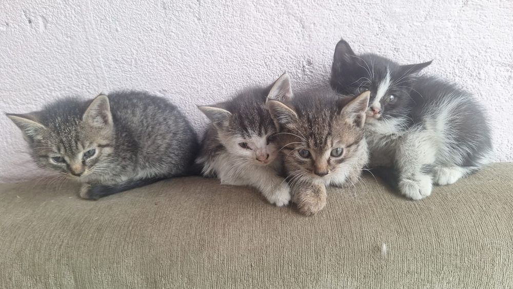 Отдаются пушистые комочки счастья,котята ищут дом!