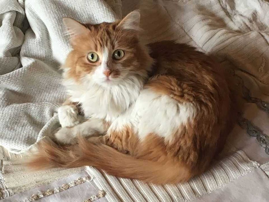 ласковая красотка :3