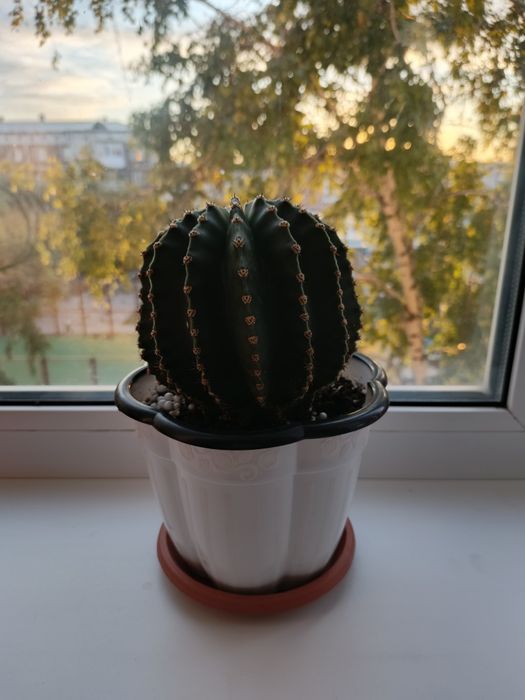 Продам комнатные цветы