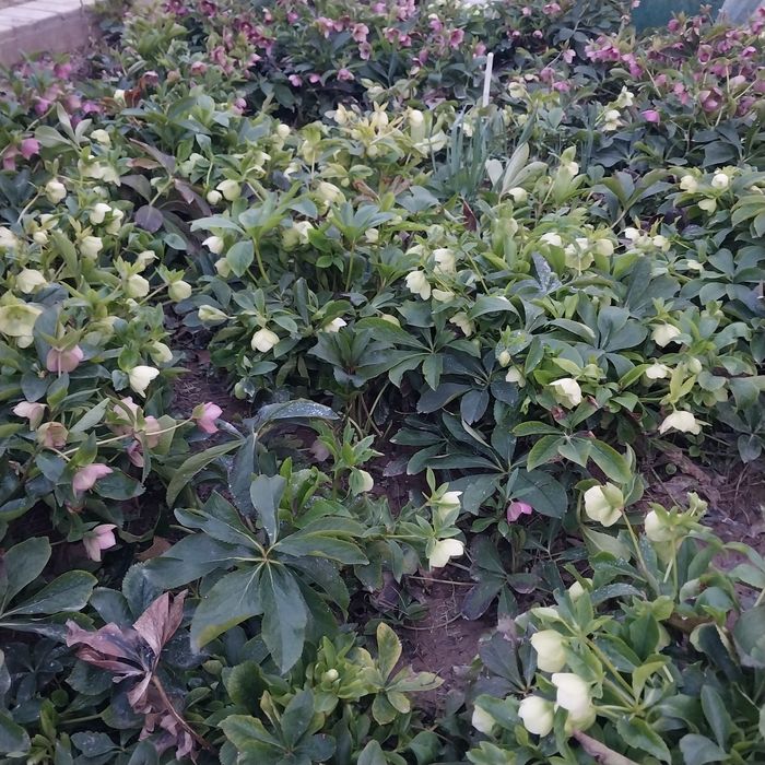 Гул ва Кочатлар сотилади