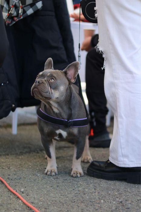 Френски булдог french bulldog