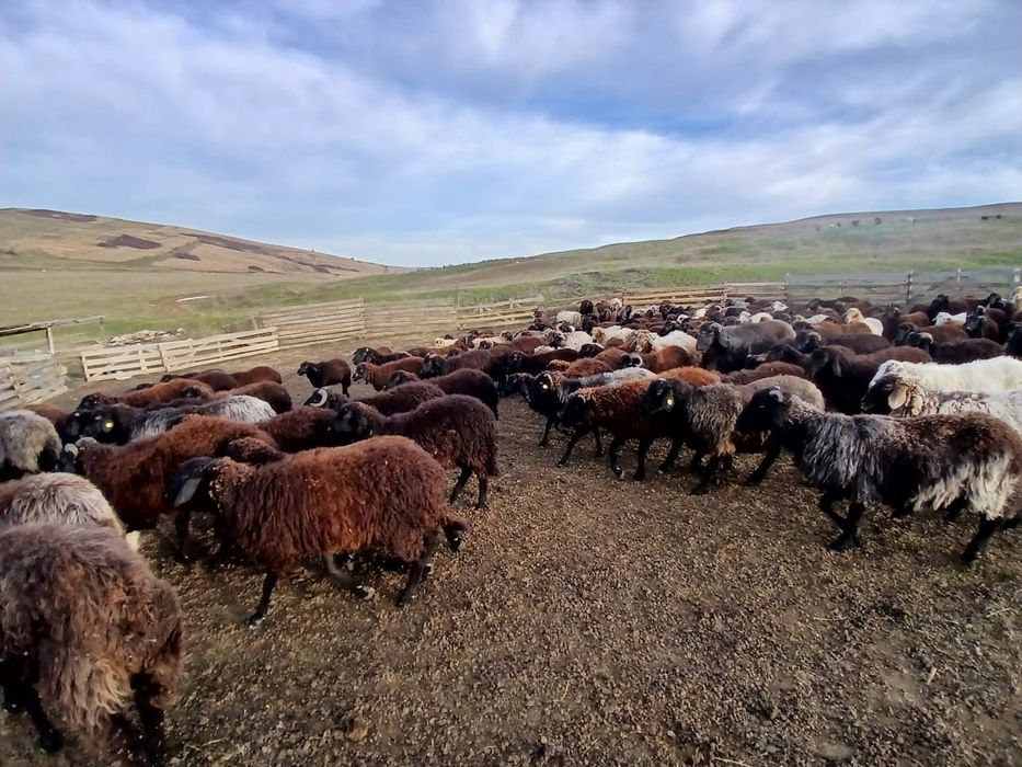 Vand Cârlani 250 bucati