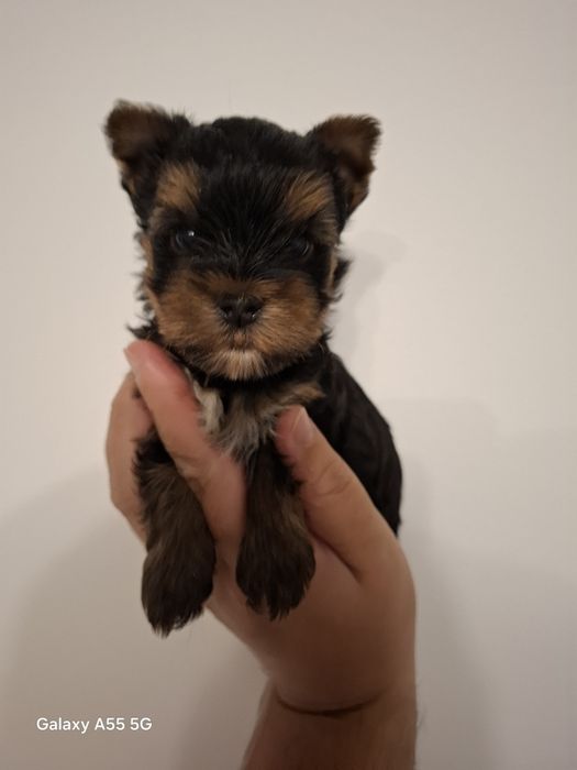 Vand baietel Yorkshire terrier!