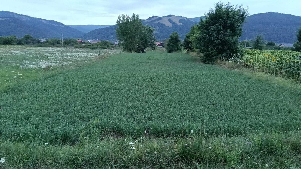 VÂND TEREN INTRAVILAN – Dofteana, jud. Bacău, 2.039 mp, acces: DN12