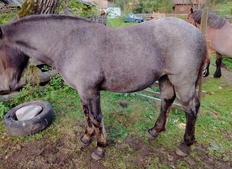 Manza de vanzare 4,5 luni