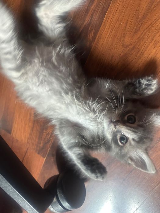 Подарявам мъжко коте на 2 месеца