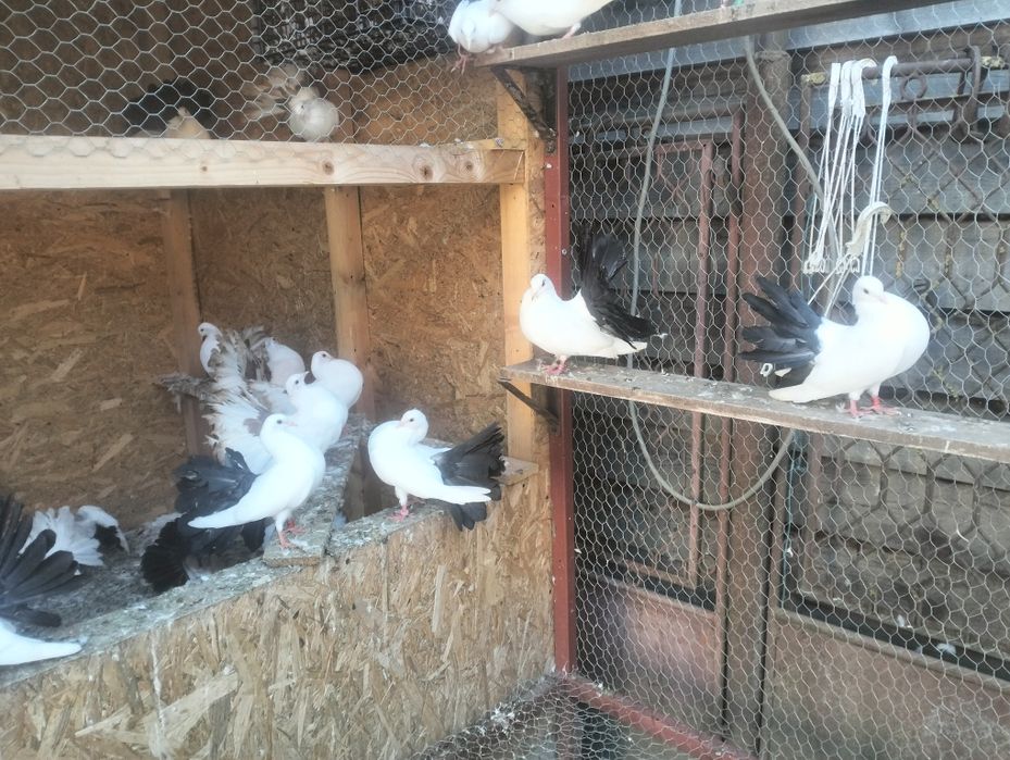 Porumbei de vânzare