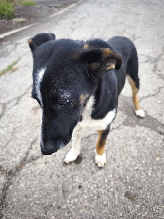 Търси се семейство за това спасено кученце