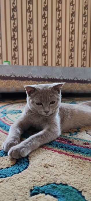 Британская короткошерстная кот