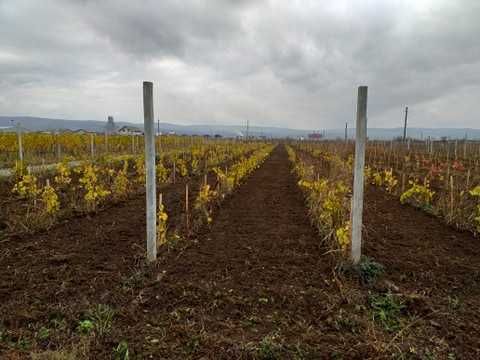 Spalieri de Beton NOI vibrati cu fier in ei