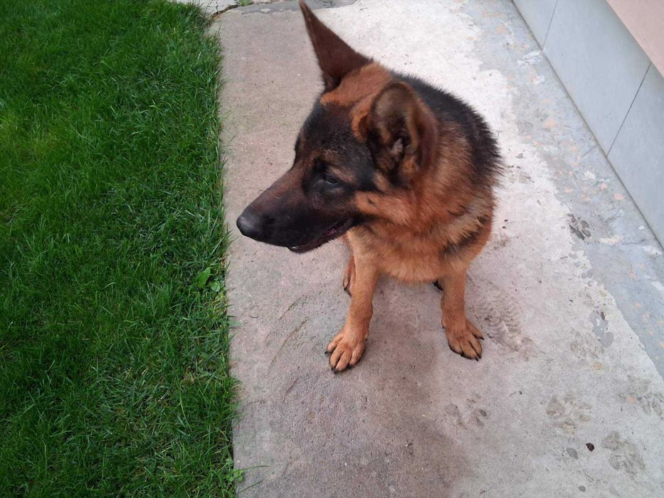 Две немски овчарки | мъжка и женска