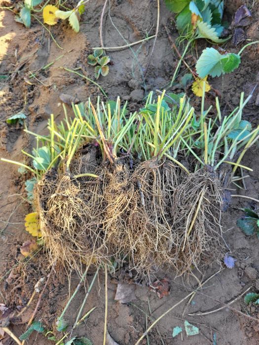 Vând stoloni capsuni