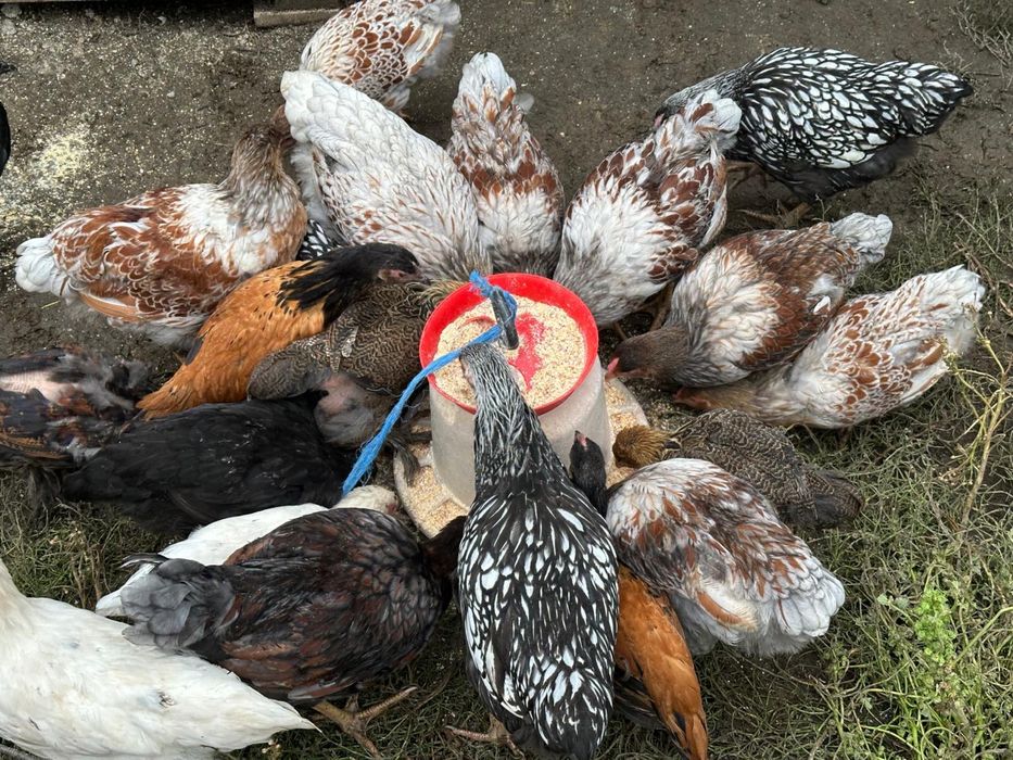 Cocosi tineri 3-5 luni