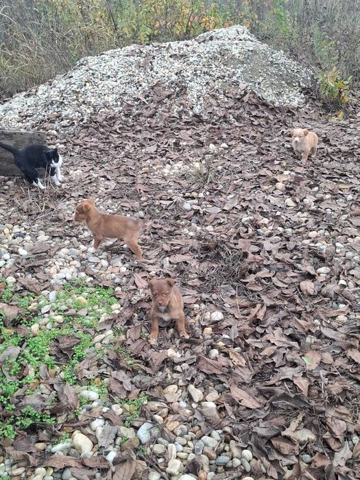 Catelusi pentru adoptie