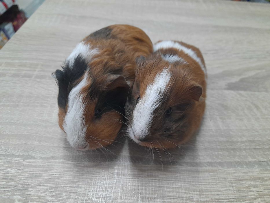 Морско свинче / свинчета на 1 месец